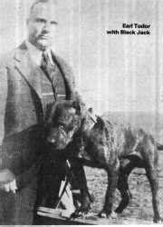 pitbull tudor black jack|earl tudor dog.